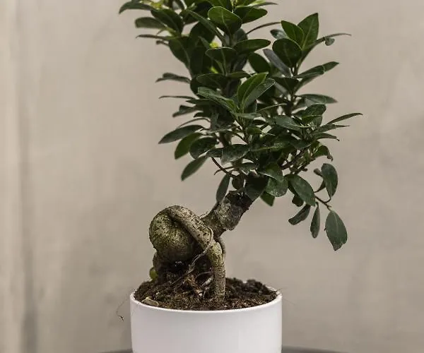 La Terrazza Del Corso Appartamento *